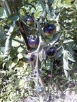 double bleue.jpg