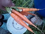 carottes.jpg
