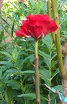 Rose sans feuille