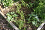 des courgettes plantées tardivement, et donc encore toutes petites.