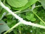 5 juillet  petite 2012 002.jpg