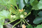 2012-07-05 courgettes x.jpg