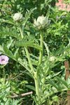 2012-07-05 x.jpg