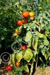 1er plant en production 2012 : env 30 fruits sur le plant