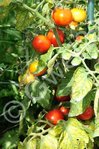 Plant de tomate BETALUX