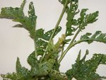 DSCF0559.JPG