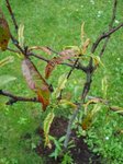 DSC01445.JPG
