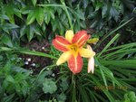 2012-07-07 hemerocalle x.jpg