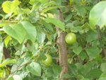 Arbre du jardin.jpg