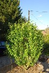 (2008_07_09)_07.JPG