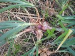 Jardin060712 010.JPG