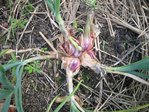 Jardin060712 011.JPG