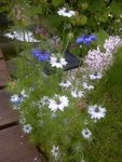 IMG-20120708-00206.jpg