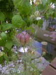 IMG-20120708-00208.jpg