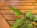 06072012-IMG_0008 web.jpg