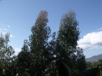 Eucalyptus