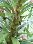 lys-maladie-2.jpg