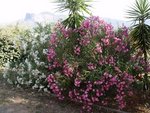 Duo de lauriers-roses