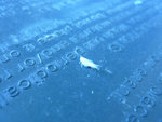 8 Juillet 2012 011.JPG