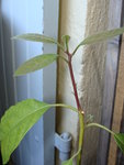 l'avocatier qui me fait 3 ramifications, on n'en voit que 2, je crains que la 3eme ne s'efface pour laisser pousser les deux autres...