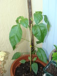 le piment, qui s'en sort plutot bien! meme s'il n'a pas encore de fruit...