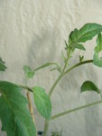 et enfin, les futures tomates, si j'arrive a repousser jusqu'au bout les araignees rouges.