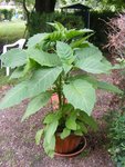 DSCF0561.JPG