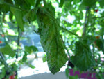 P1020900.JPG