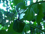 bout de feuilles qui meurent