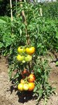 taches-solaires-2.jpg