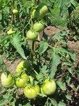 tomates-non-mures.jpg