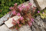 DSCF5431 (Medium).JPG
