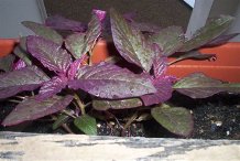 plante