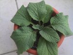 plante mystérieuse