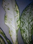 0000plante2.jpg