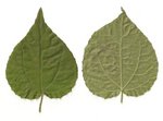 Kellé7arbre2.jpg