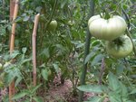 Des tomates russes