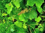 grappe déja brune !!!