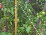 Les Montavet et les Fournaise, mes tomates précoces fort précieuses cette année.