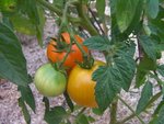 Une variété inconnue de tomates, jolie couleur en