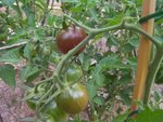 Une variété de tomates cerises inconnue