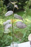 Img_74942.jpg