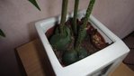 DSC03848.JPG