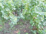 Photo 019.jpg