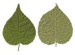 Kellé7arbre4.jpg