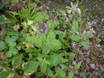 PICT5243.JPG