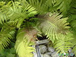 PICT5253.JPG