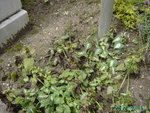 PICT5254.JPG