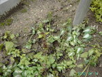 PICT5256.JPG
