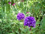 Campanule